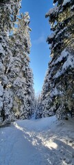 two snowy trees standing next to each other on the road