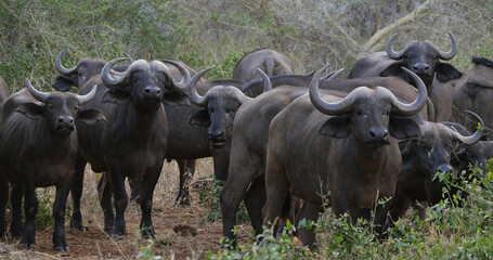African Buffalo, syncerus caffer, Herd standing in Savannah, Tsavo Park in Kenya