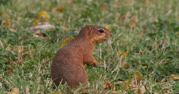 Unstriped Ground Squirrel, xerus rutilus, Adult Eating, Tsavo Parc in Kenya