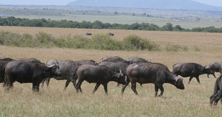 African Buffalo, syncerus caffer, Herd standing in Savannah, Masai Mara Park in Kenya