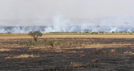 Savannah Fire, Masai Mara Park Kenya