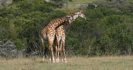 Masai Giraffe, giraffa camelopardalis tippelskirchi, Adults Masai Mara Park in Kenya