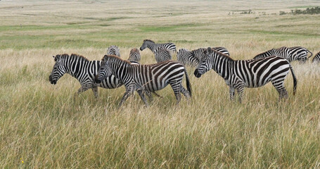 Fototapeta na wymiar Grant's Zebra, equus burchelli boehmi, Herd walking through Savannah, Masai Mara Park in Kenya