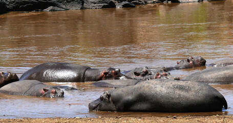Hippopotamus, hippopotamus amphibius, Group standing in River, Masai Mara park in Kenya