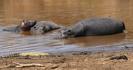 Hippopotamus, hippopotamus amphibius, Nile Crocodile, Group standing in River, Masai Mara park in...