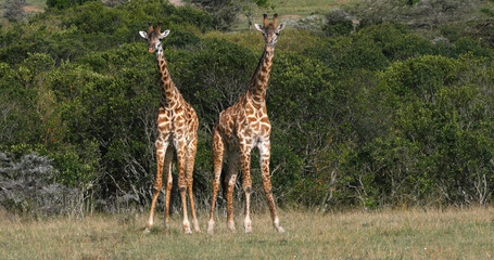 Masai Giraffe, giraffa camelopardalis tippelskirchi, Adults Masai Mara Park in Kenya © slowmotiongli