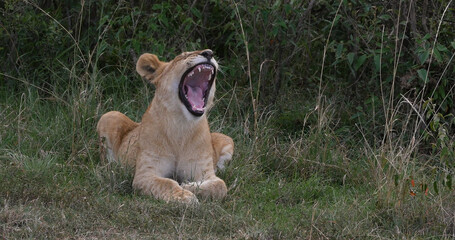 African Lion, panthera leo, Cub Yawning, Nairobi Park in Kenya
