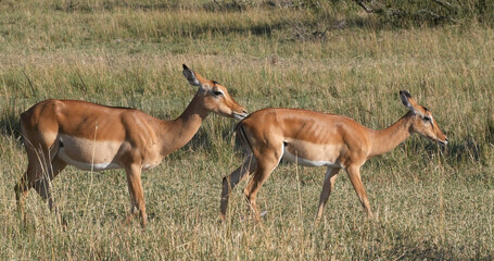 Naklejka na ściany i meble Impala, aepyceros melampus, Herd of Females, Masai Mara Park in Kenya
