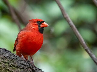 red cardinal perched on a tree branch