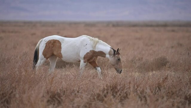 Wild Horse paint walking through the west desert in Utah moving in slow motion.