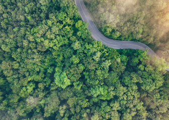 Aerial top view of green forest and highway road. Drone view of green trees and morning fog. Green trees background for carbon neutrality and net zero emissions concept. Sustainable green environment.