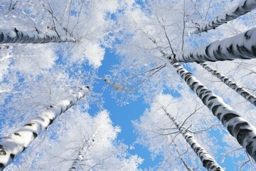 birch tree view below winter snow	