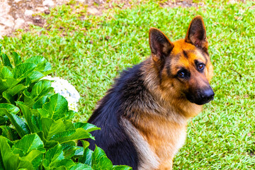 Handsome German shepherd dog peeking out from behind the bushes.