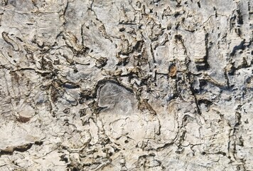 Closeup of the white wooden texture of the tree bark