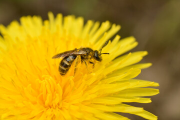 A dark-colored bee collects nectar and pollen from a yellow flower.