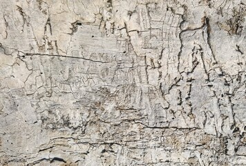 Closeup of the white wooden texture of the tree bark