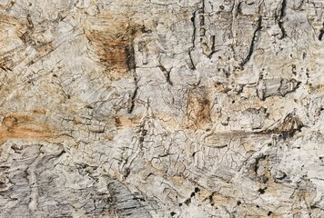 Closeup of the white wooden texture of the tree bark