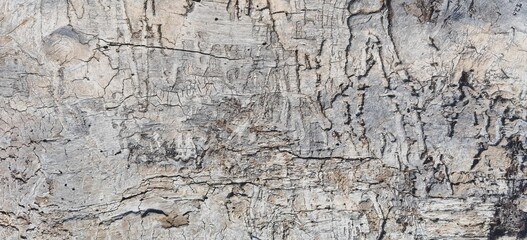 Closeup of the white wooden texture of the tree bark