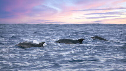 Dolphins swim at sunrise in the Atlantic Ocean south of Ponta Garça on the Portuguese island of São Miguel in the Azores