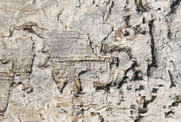 Closeup of the white wooden texture of the tree bark