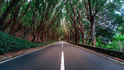 Beautiful avenue on the northwest coast on the Portuguese island of Terceira in the Azores