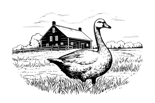 Rural landscape with duck hand drawn ink sketch. Engraved style vector illustration