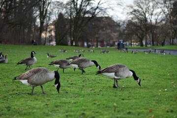 Flock of geese on a lush green grassy field in the park on a sunny day