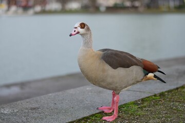 a small duck with pink feet standing by the side of a road