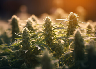 Indoor marijuana farm with cannabis plants
