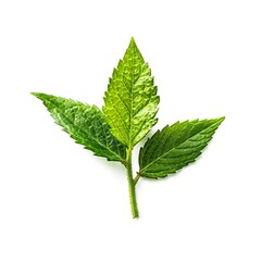 green leaf isolated on white background Created with generative Ai