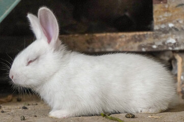 Little and cute baby rabbit.