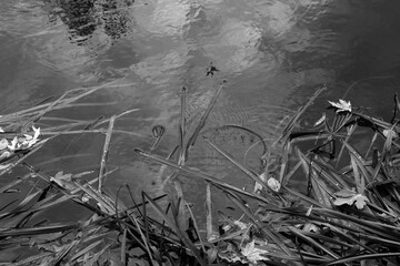 Beautiful maple leaves in autumn sunny day in foreground and blurry background. Black and white photo.