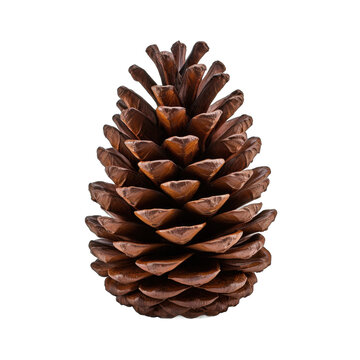 Swiss stone pine cone isolated on transparent background