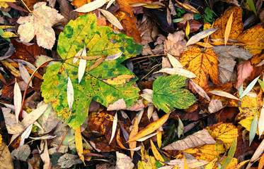 Beautiful maple leaves in autumn sunny day in foreground and blurry background.