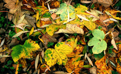 Beautiful maple leaves in autumn sunny day in foreground and blurry background.