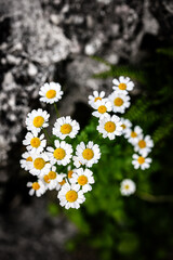 white daisy plant with blossom in fall