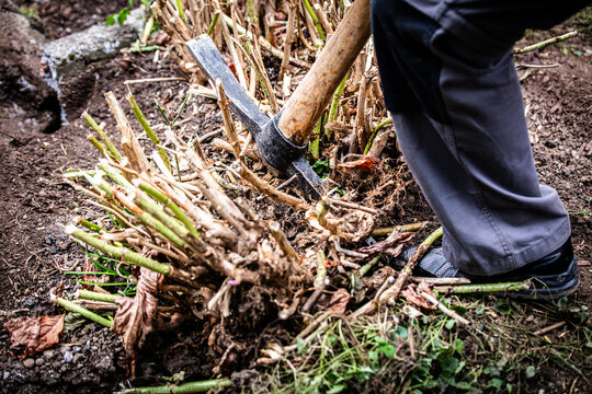 a worker digs out a rootstock of a hydrangea