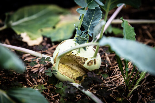 a damaged kohlrabi in a raised bed