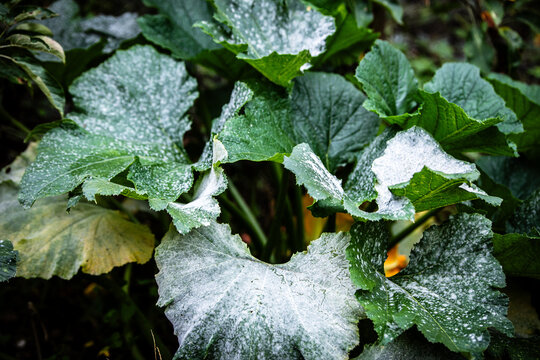 zucchini plant with the disease powdery mildew in midsummer