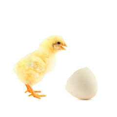 little yellow chick and egg shell isolated on white background
