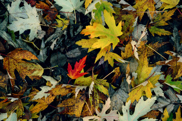 Beautiful maple leaves in autumn sunny day in foreground and blurry background.