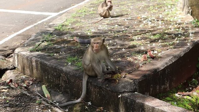 Monkey sitting on the roadside in the countryside