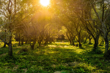 morning in the olive garden
