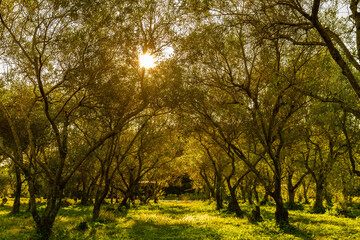 morning in the olive garden
