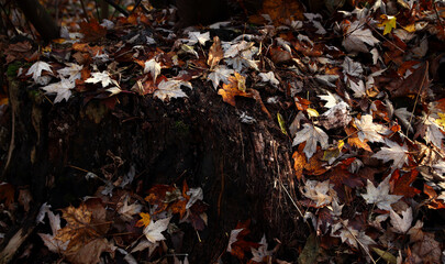Beautiful maple leaves in autumn sunny day in foreground and blurry background.