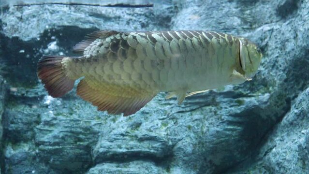 Close-up of a fish in the water of a large aquarium, Arowana.