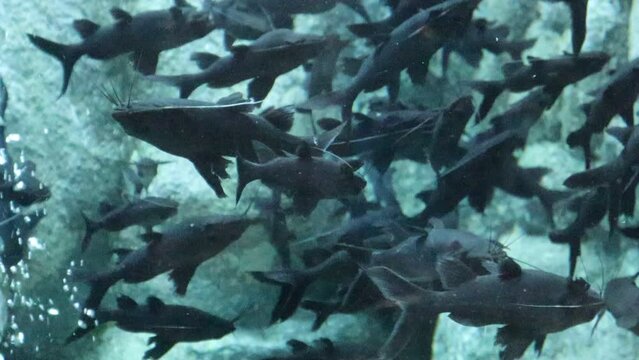 Mystus leucophasis is an Asian species of upside-down catfish belonging to the family Bagridae. It is known for its unusual behaviour, as it primarily swims in an inverted position and never upright.