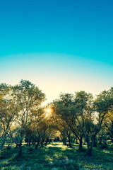 morning in the olive garden
