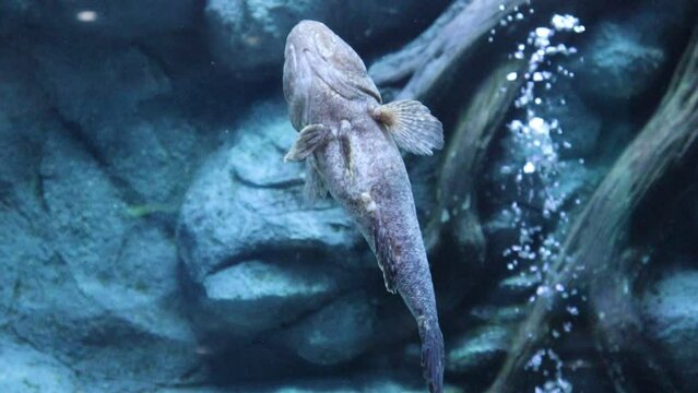 「Oxyeleotris」の写真素材 | 28件の無料イラスト画像 | Adobe Stock