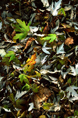 Beautiful maple leaves in autumn sunny day in foreground and blurry background.